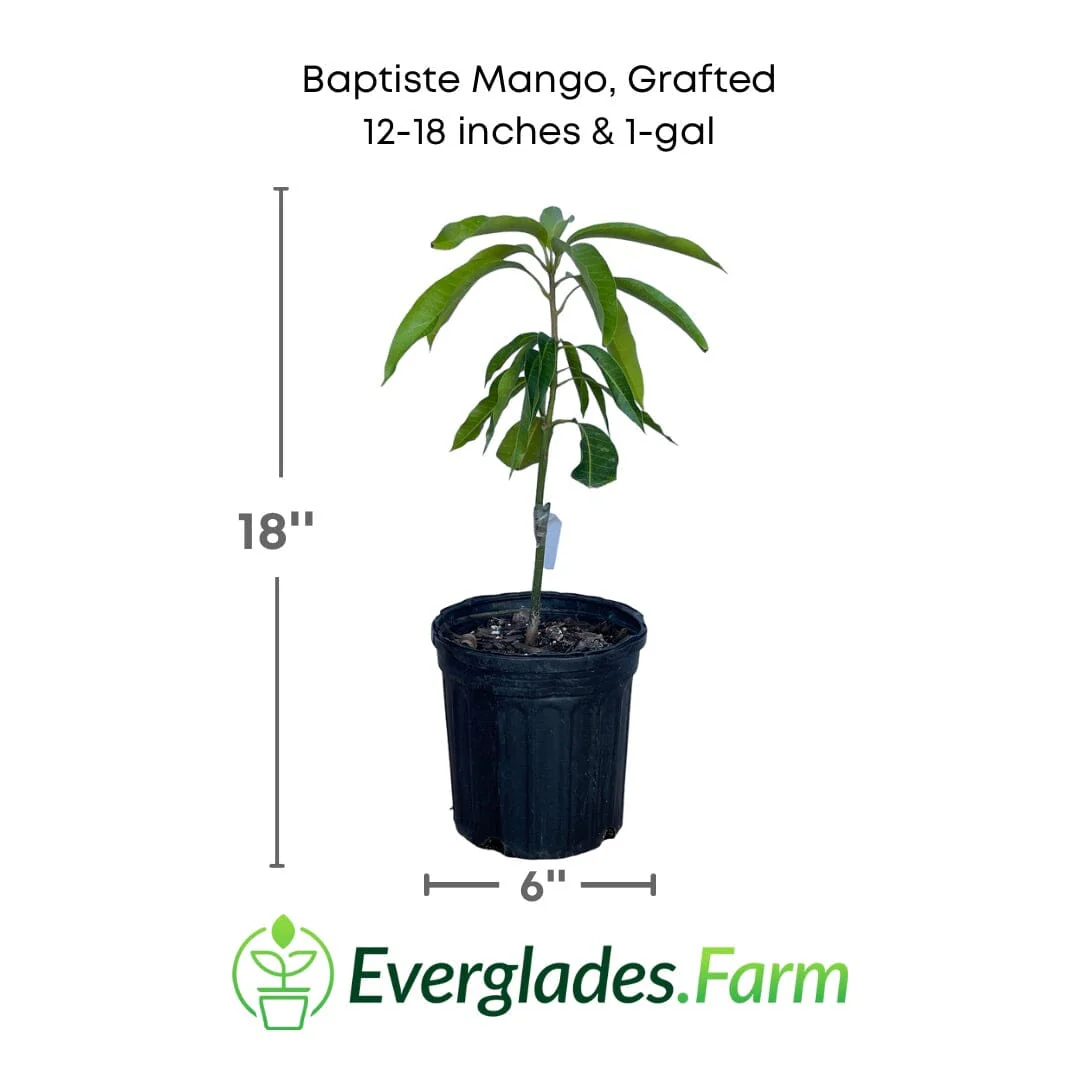 Baptiste Mango Tree, Grafted - Image 3