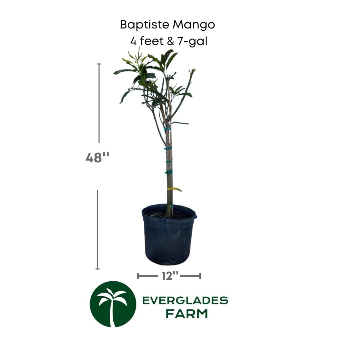 Baptiste Mango Tree, Grafted - Image 4