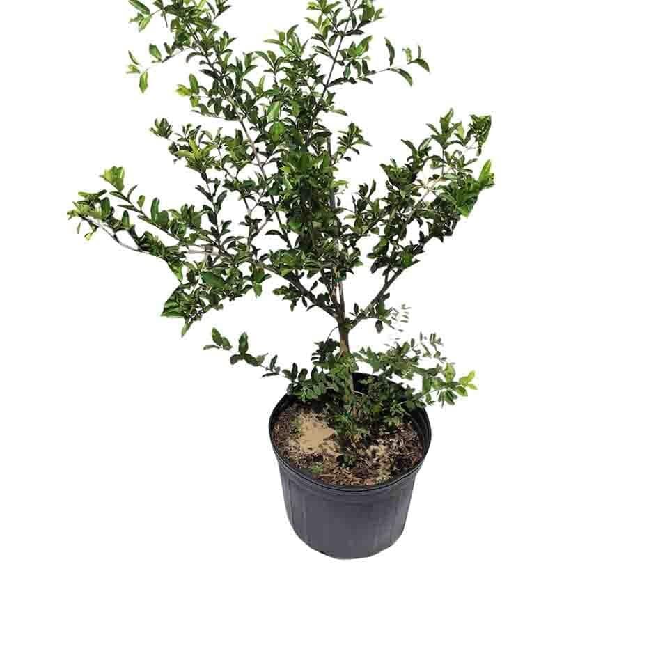 Barbados Cherry, Acerola, Guyana Cherry Tree - Image 3