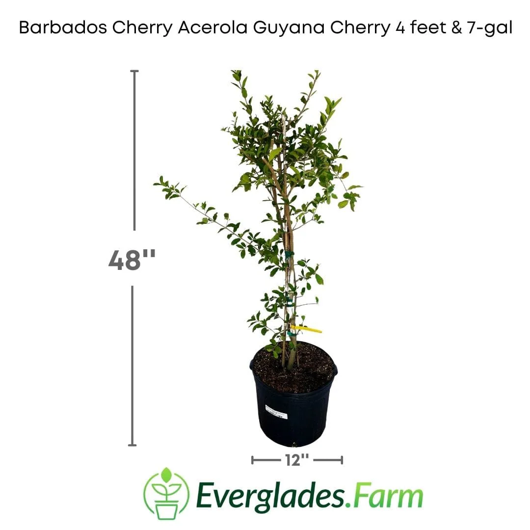 Barbados Cherry, Acerola, Guyana Cherry Tree - Image 4