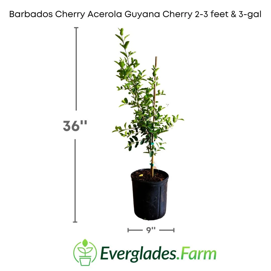 Barbados Cherry, Acerola, Guyana Cherry Tree - Image 5