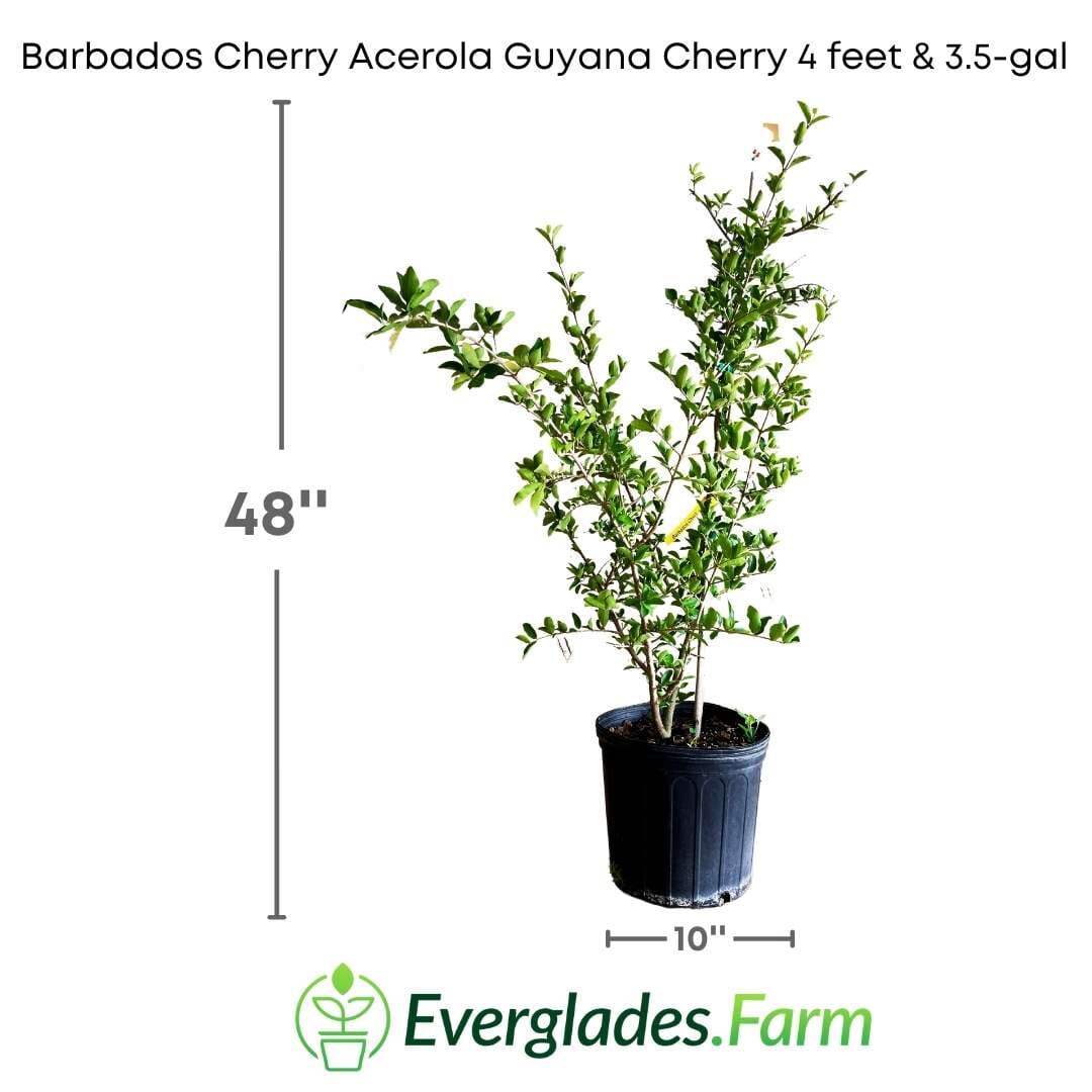 Barbados Cherry, Acerola, Guyana Cherry Tree - Image 6