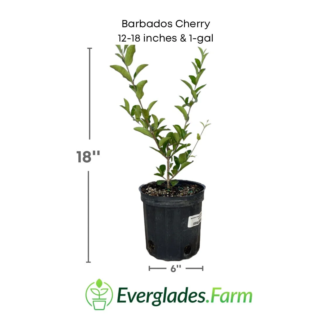 Barbados Cherry, Acerola, Guyana Cherry Tree - Image 7