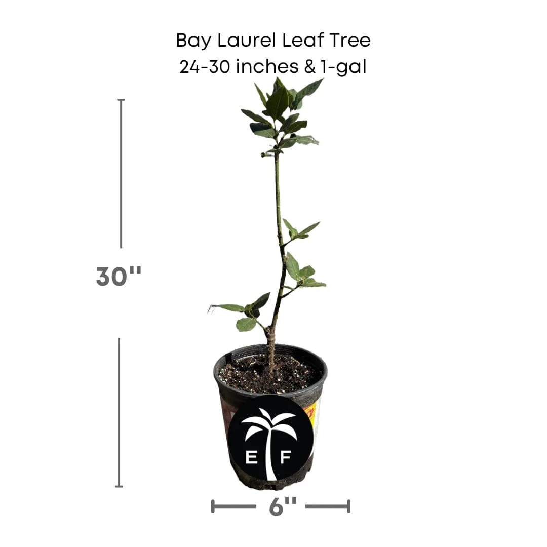 Bay Laurel Leaf Tree - Image 3