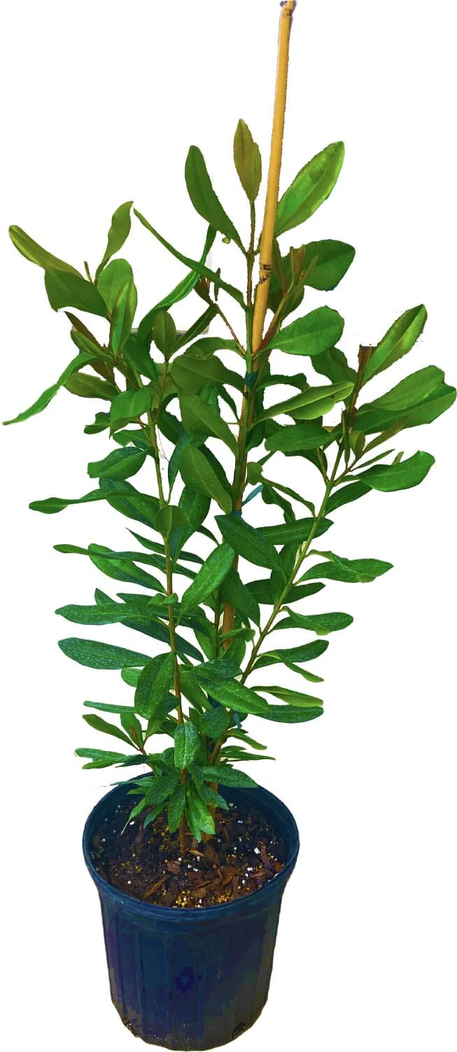Bay Rum Lemon [Bayberry] Tree, Pimenta Racemosa