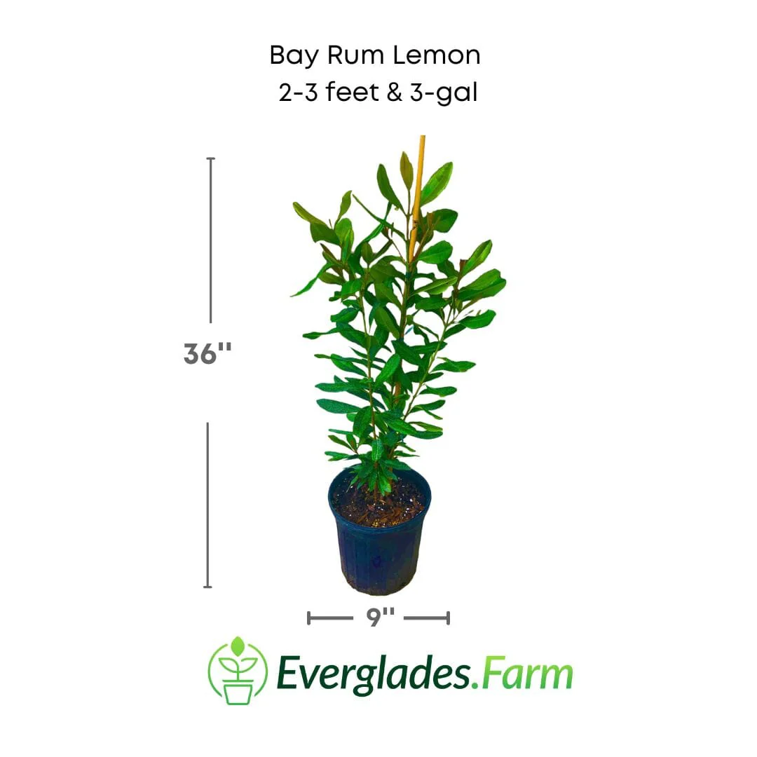 Bay Rum Lemon [Bayberry] Tree, Pimenta Racemosa - Image 2