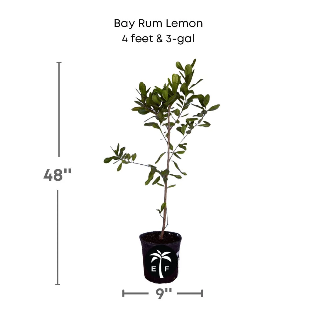 Bay Rum Lemon [Bayberry] Tree, Pimenta Racemosa - Image 4