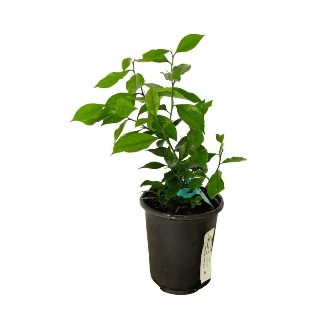 Eureka Lemon Tree Cutting | Rooted Citrus Plant | Indoor/Outdoor Fruit Tree Seedling - Image 5