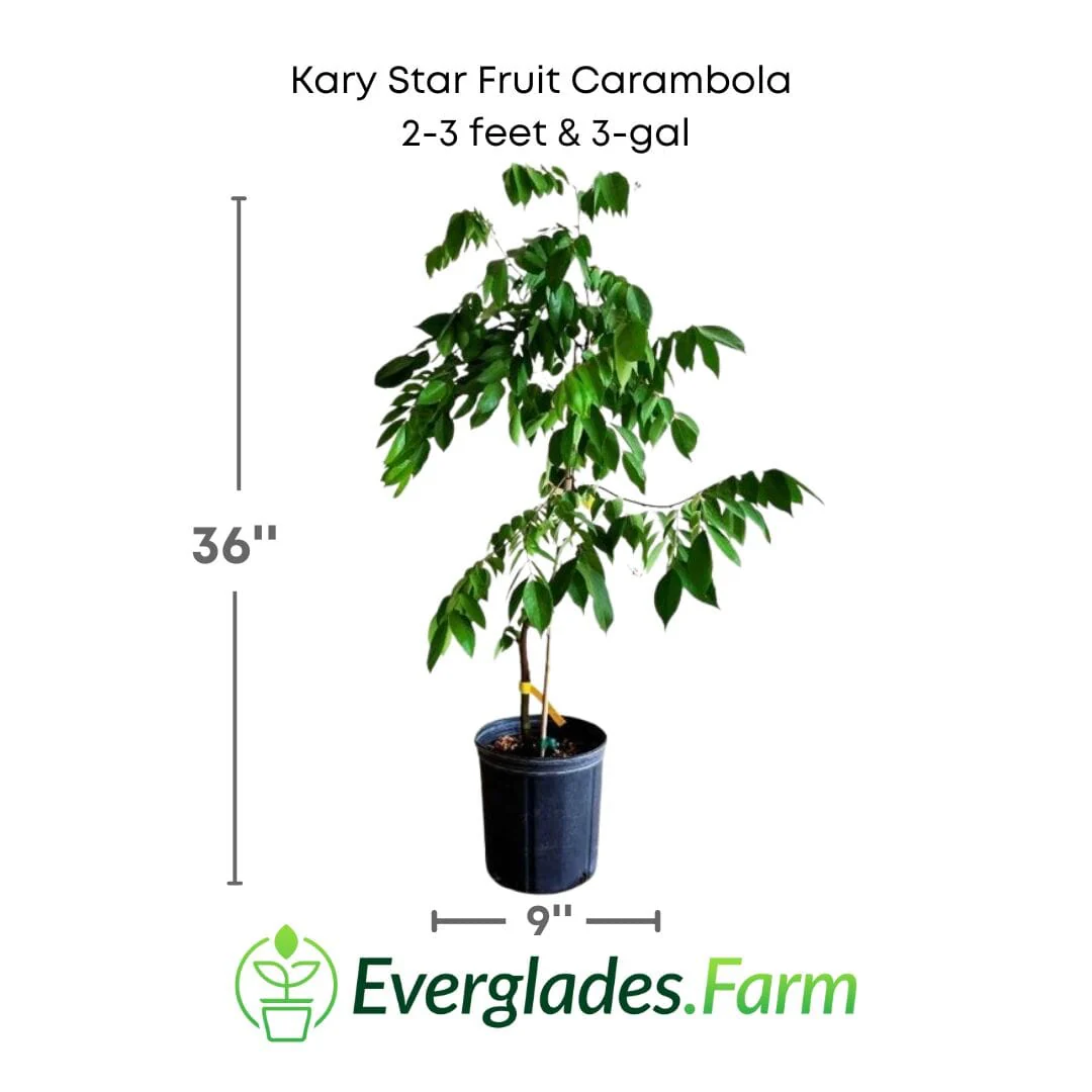 Kary Star Fruit Carambola Fruit Tree, Grafted - Image 3