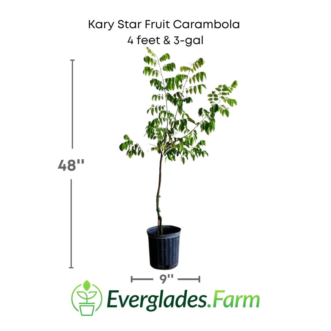 Kary Star Fruit Carambola Fruit Tree, Grafted - Image 4