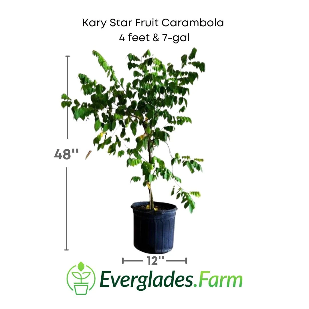 Kary Star Fruit Carambola Fruit Tree, Grafted - Image 5