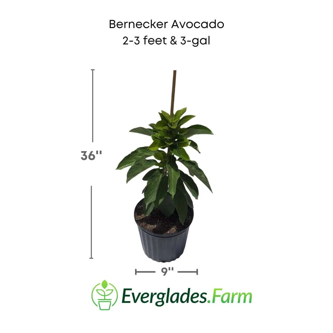 Bernecker Avocado Tree, Grafted - Image 3
