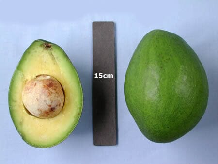 Beta Avocado Tree, Grafted