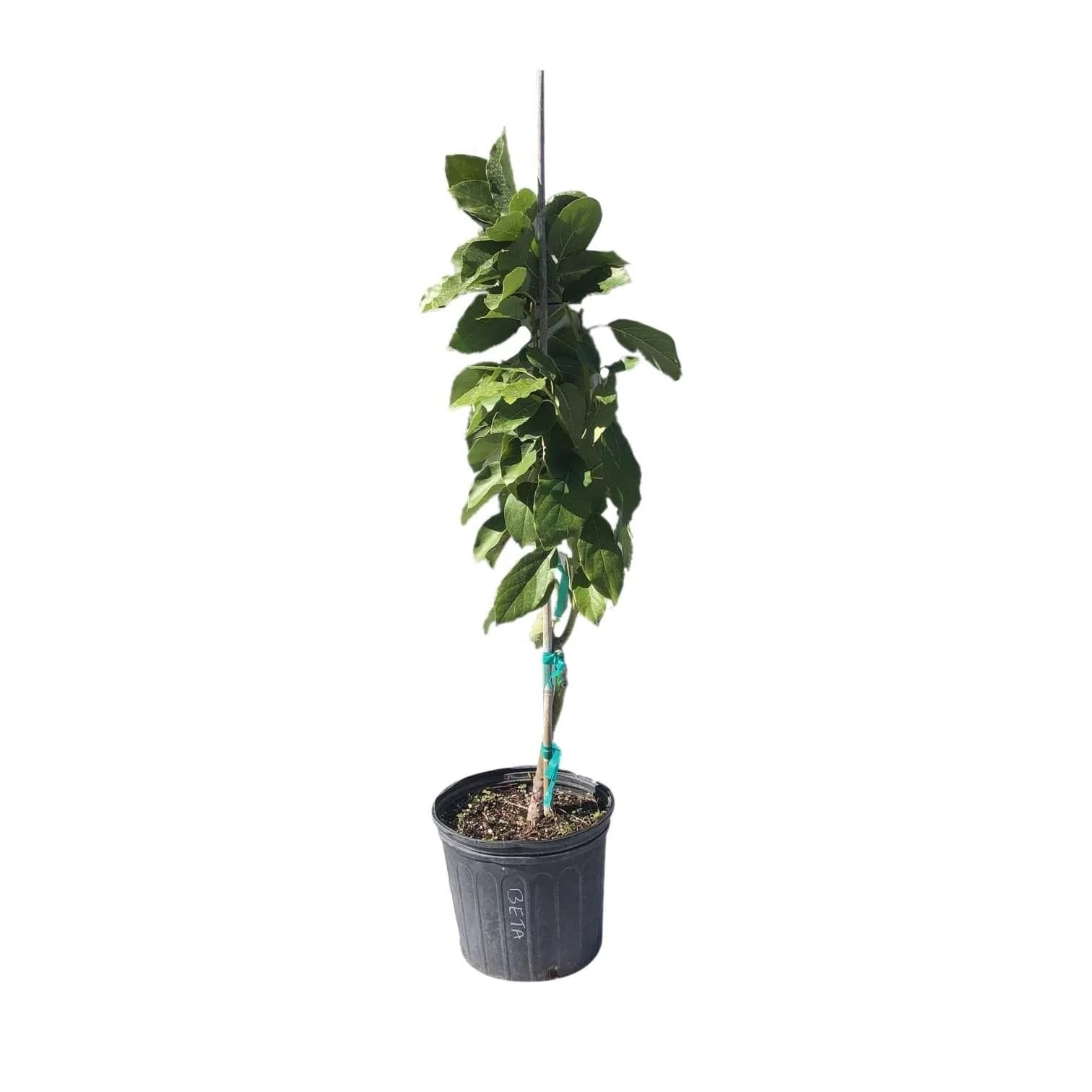 Beta Avocado Tree, Grafted - Image 2