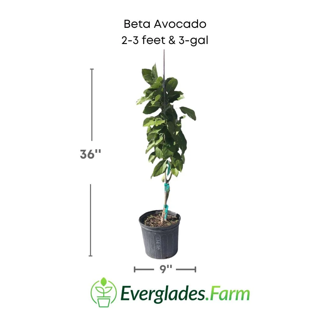 Beta Avocado Tree, Grafted - Image 3