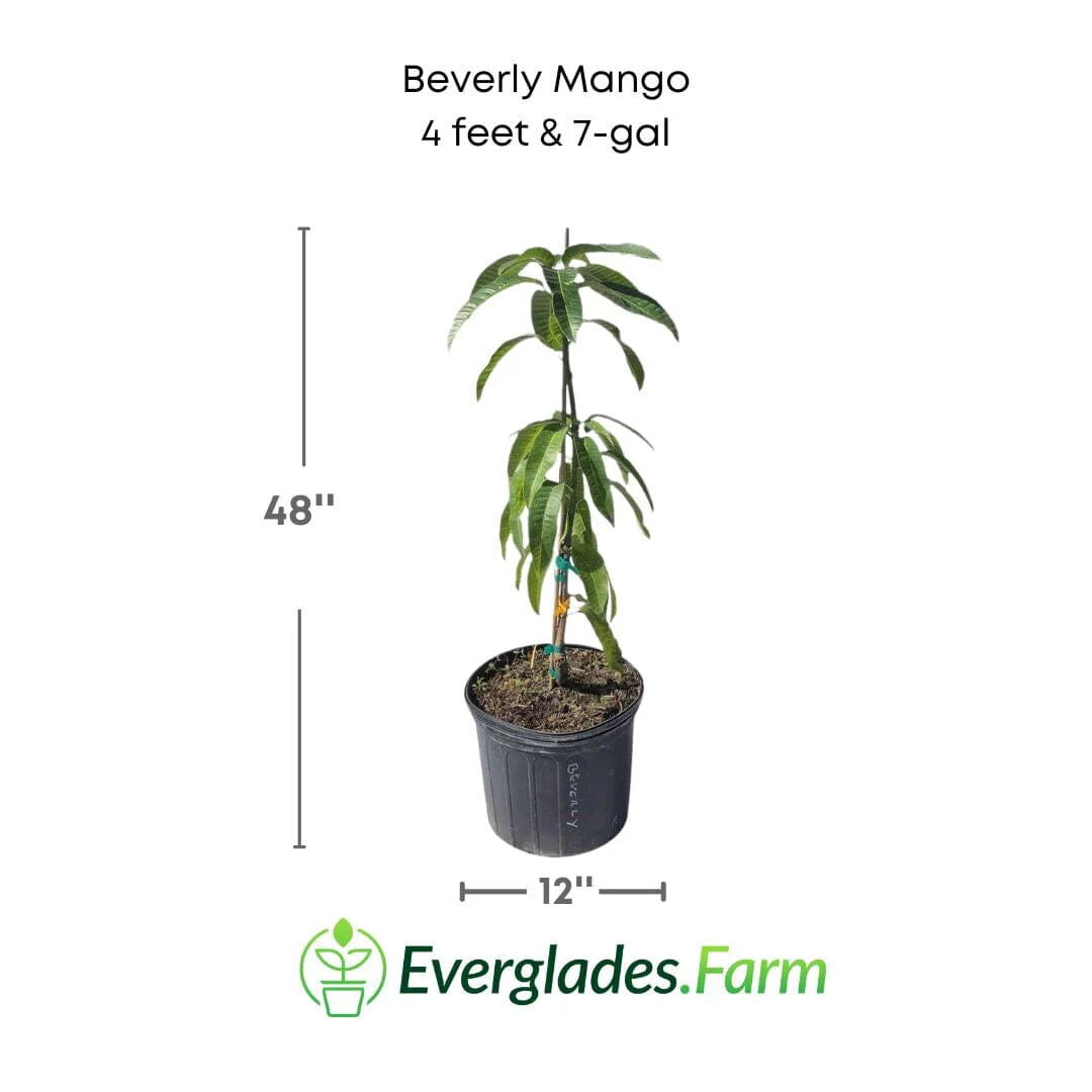 Beverly Mango Tree, Grafted - Image 3