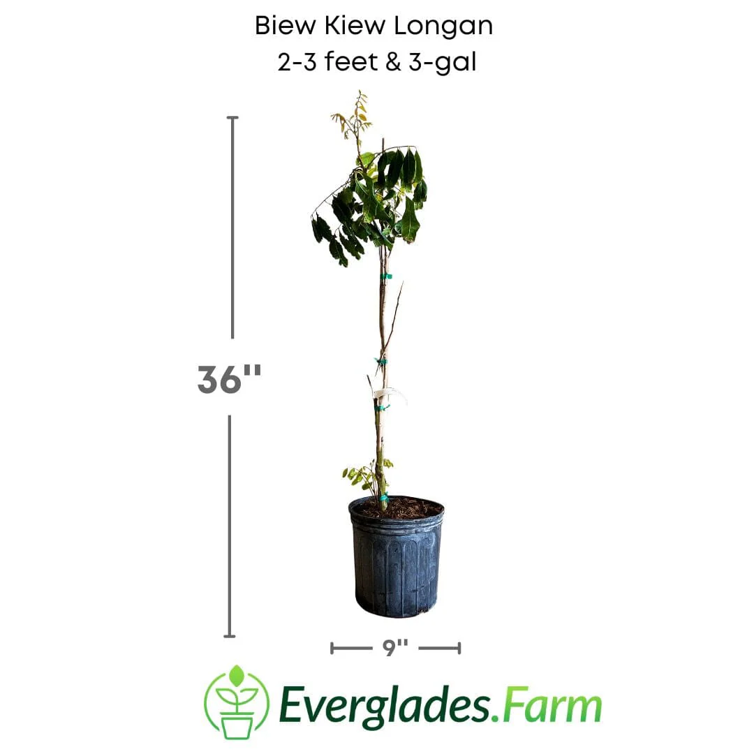 Biew Kiew Longan Tree, Air Layered - Image 4