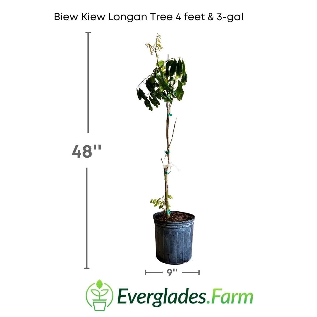 Biew Kiew Longan Tree, Air Layered - Image 5