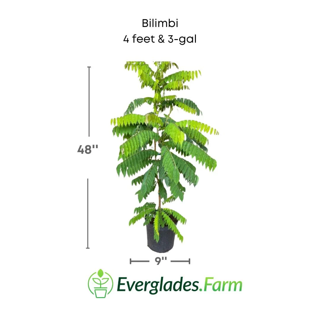 Bilimbi Tree, Fast Growing - Image 4