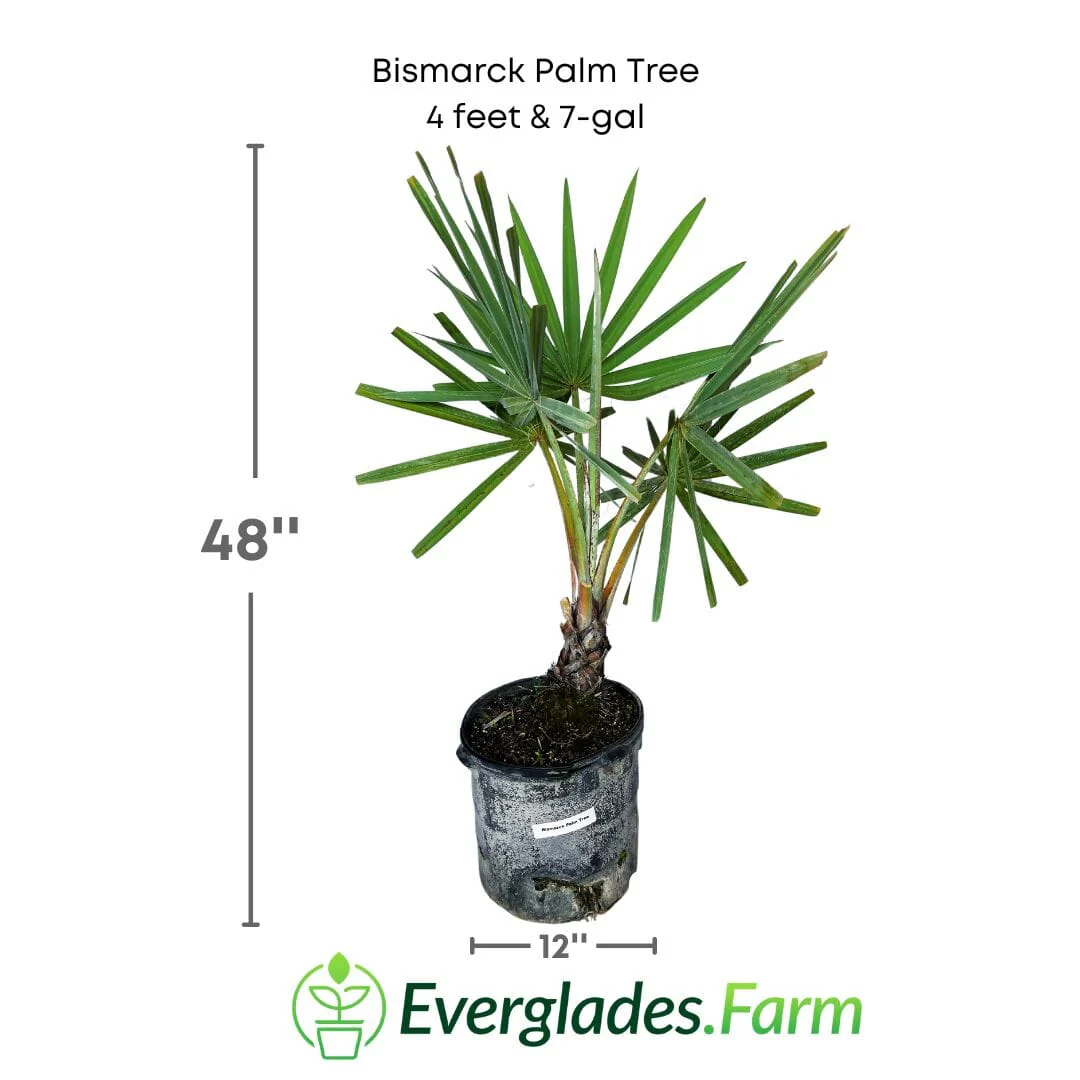 Bismarck Palm Tree - Image 2