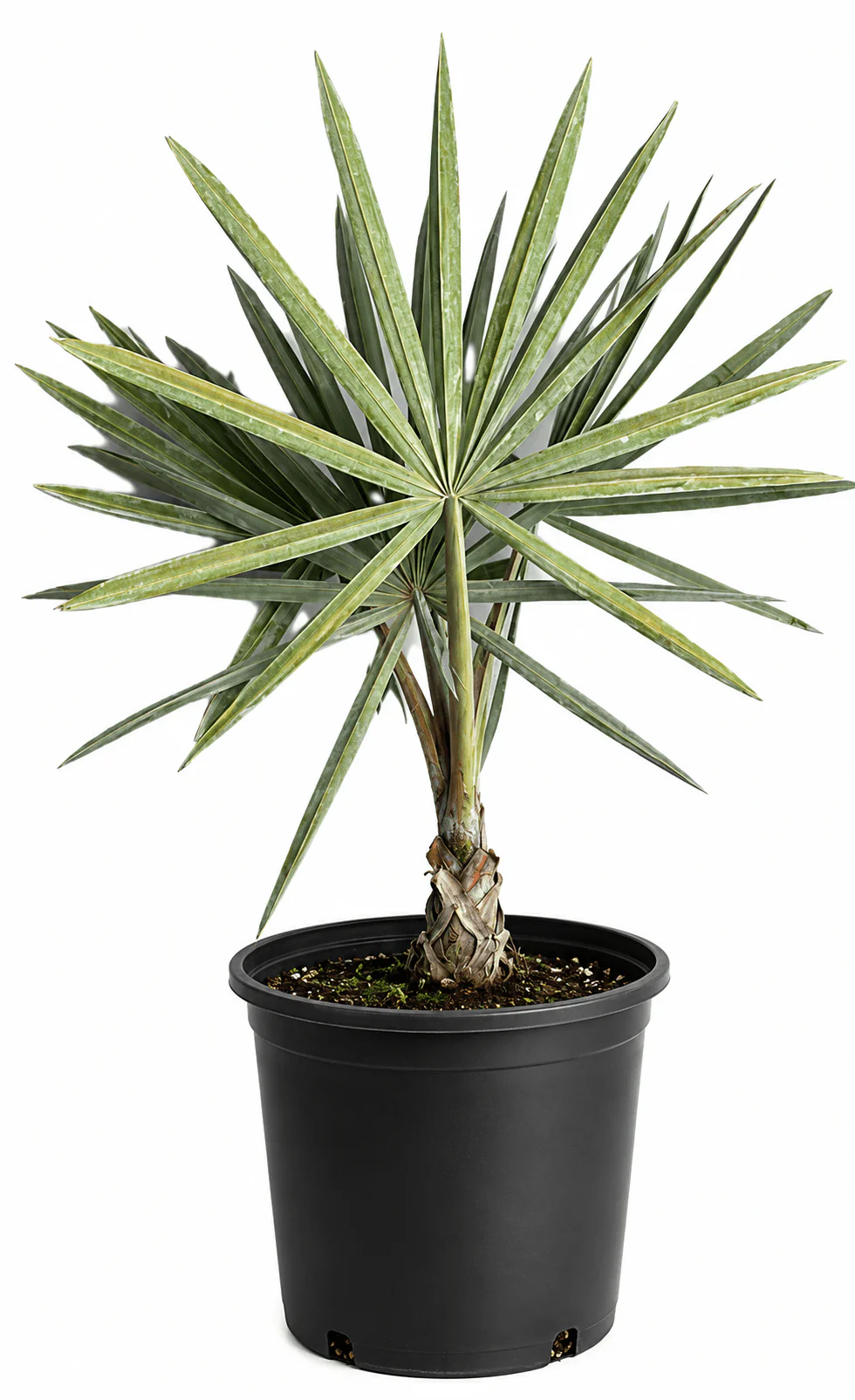 Bismarck Palm Tree - Image 3