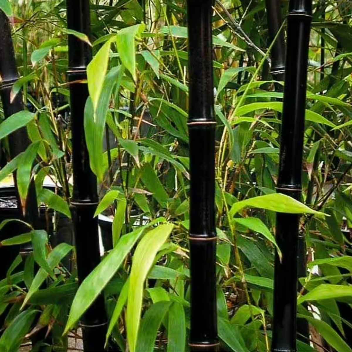 Black Asper Bamboo Tree - Dendrocalamus asper 'Hitam' - Giant Ornamental Bamboo for Large Landscapes