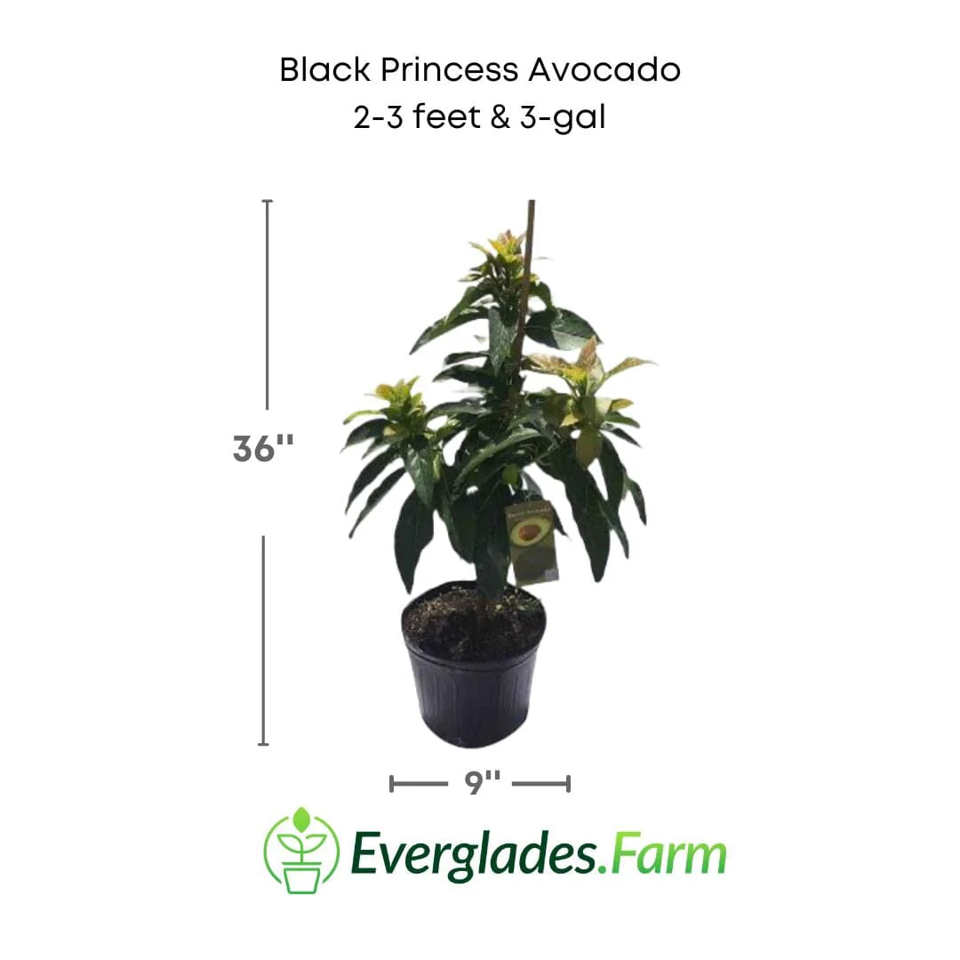 Black Princess Avocado Tree, Grafted - Image 3
