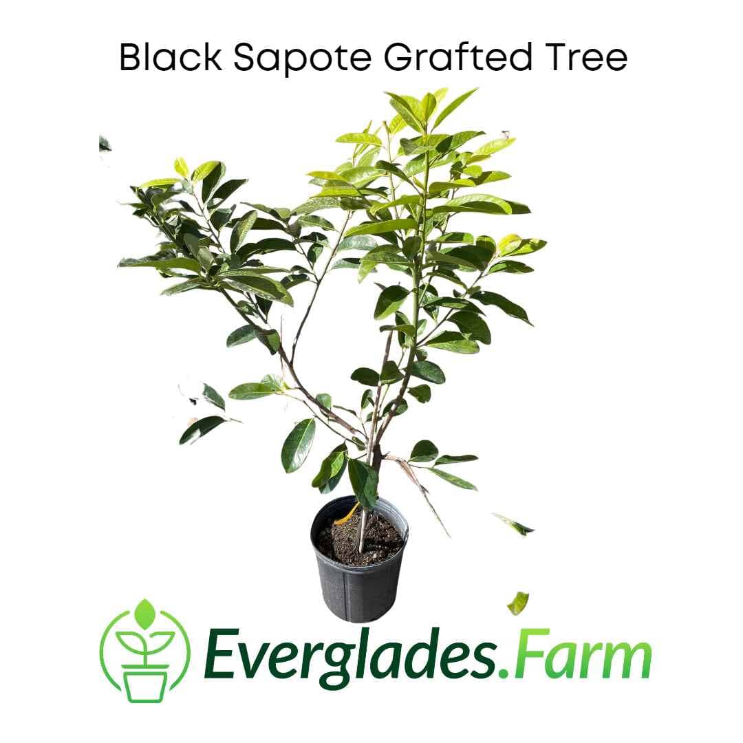 Black Sapote Bernicker Tree Grafted - Image 2