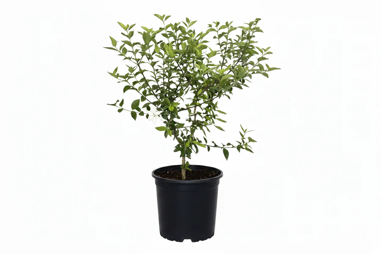 Blackberry Jam Fruit Tree, 2-3 feet tall & 3 gal