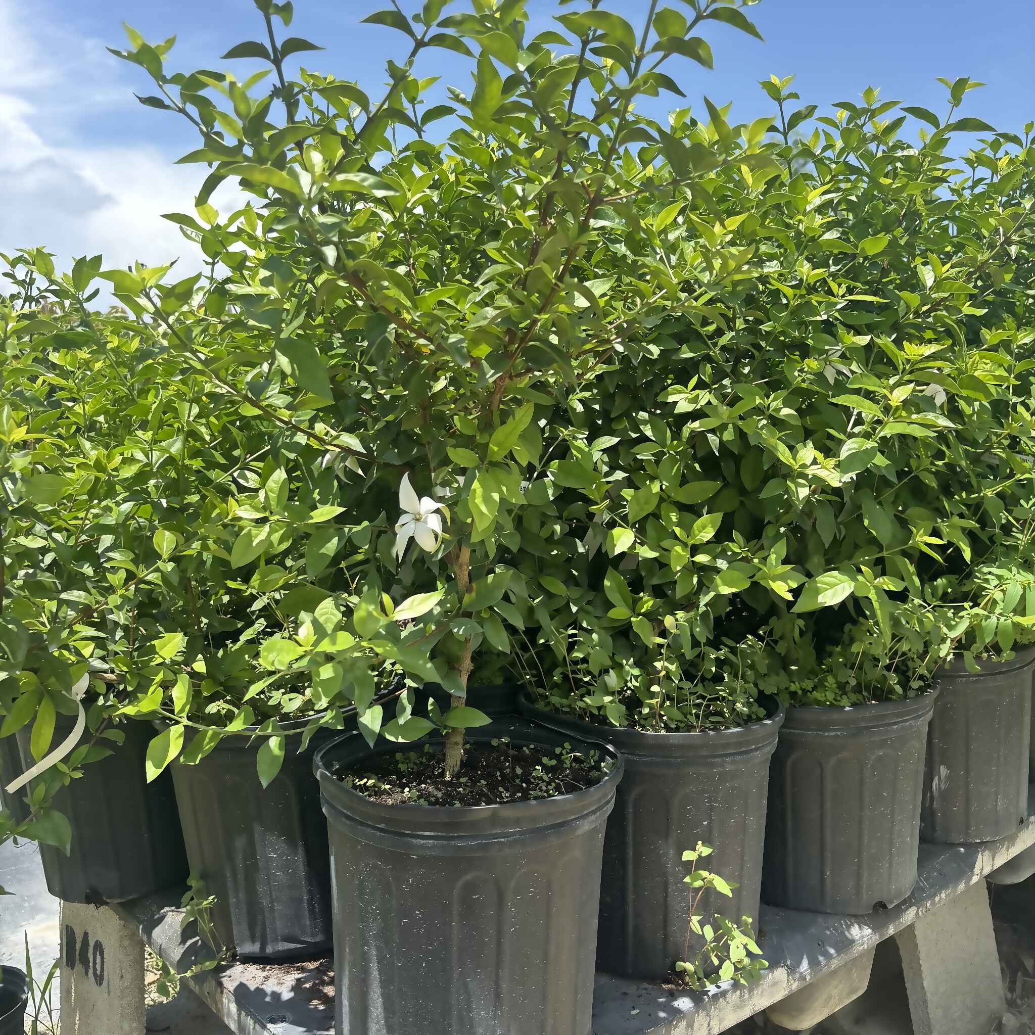Blackberry Jam Fruit Tree, 2-3 feet tall & 3 gal - Image 2