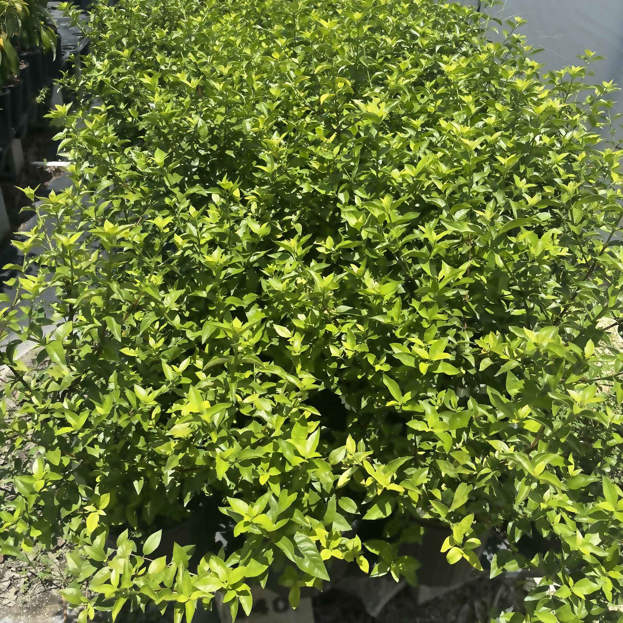 Blackberry Jam Fruit Tree, 2-3 feet tall & 3 gal - Image 3