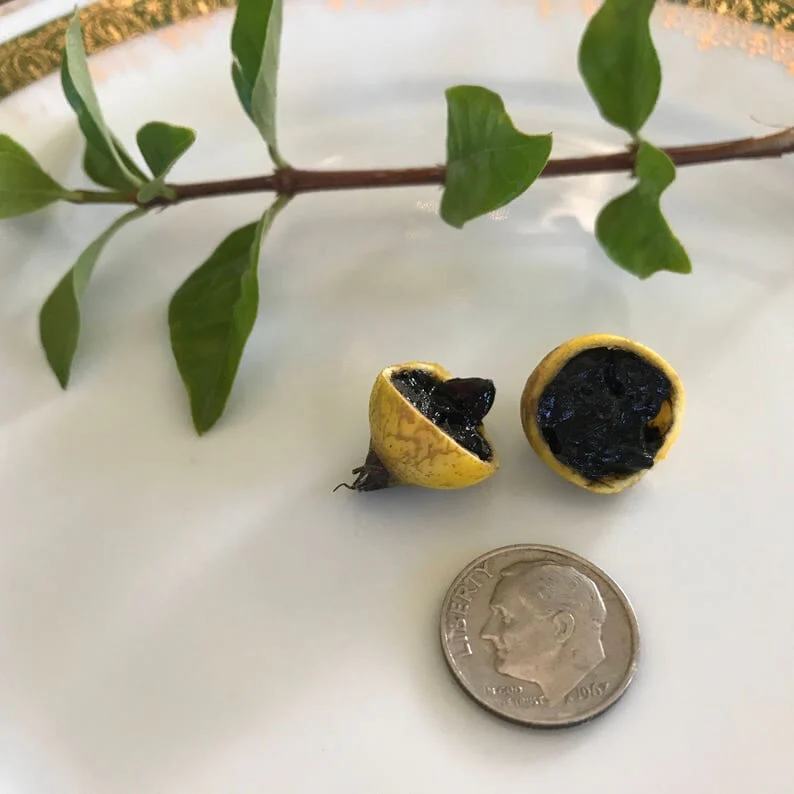 Blackberry Jam Fruit Tree, 2-3 feet tall & 3 gal - Image 5