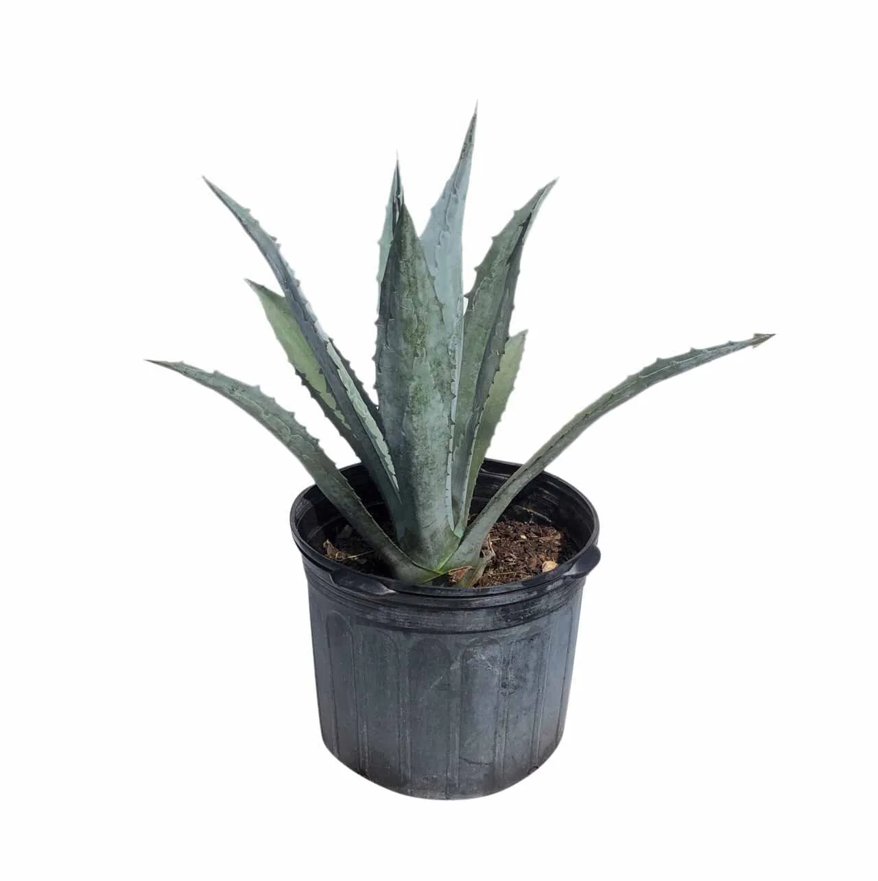 Blue Agave Maguey Agave Azul Plant