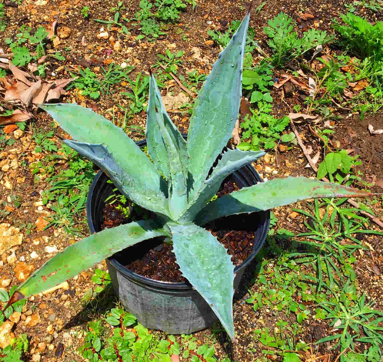 Blue Agave Maguey Agave Azul Plant - Image 2