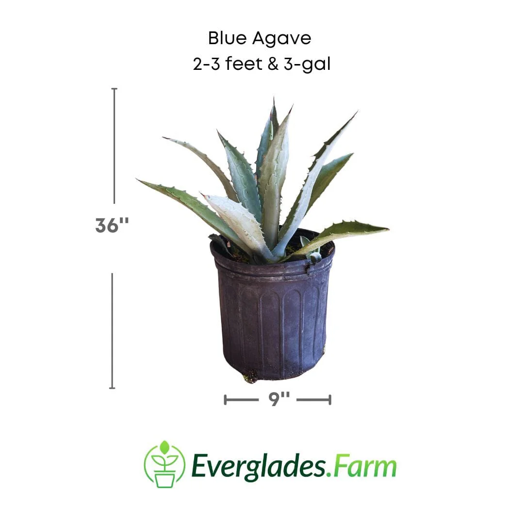 Blue Agave Maguey Agave Azul Plant - Image 3