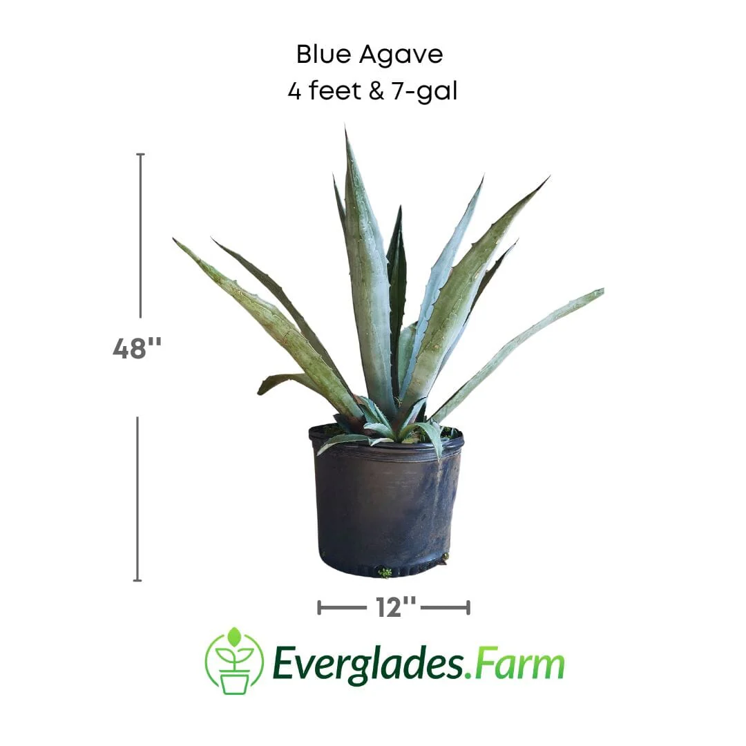 Blue Agave Maguey Agave Azul Plant - Image 4