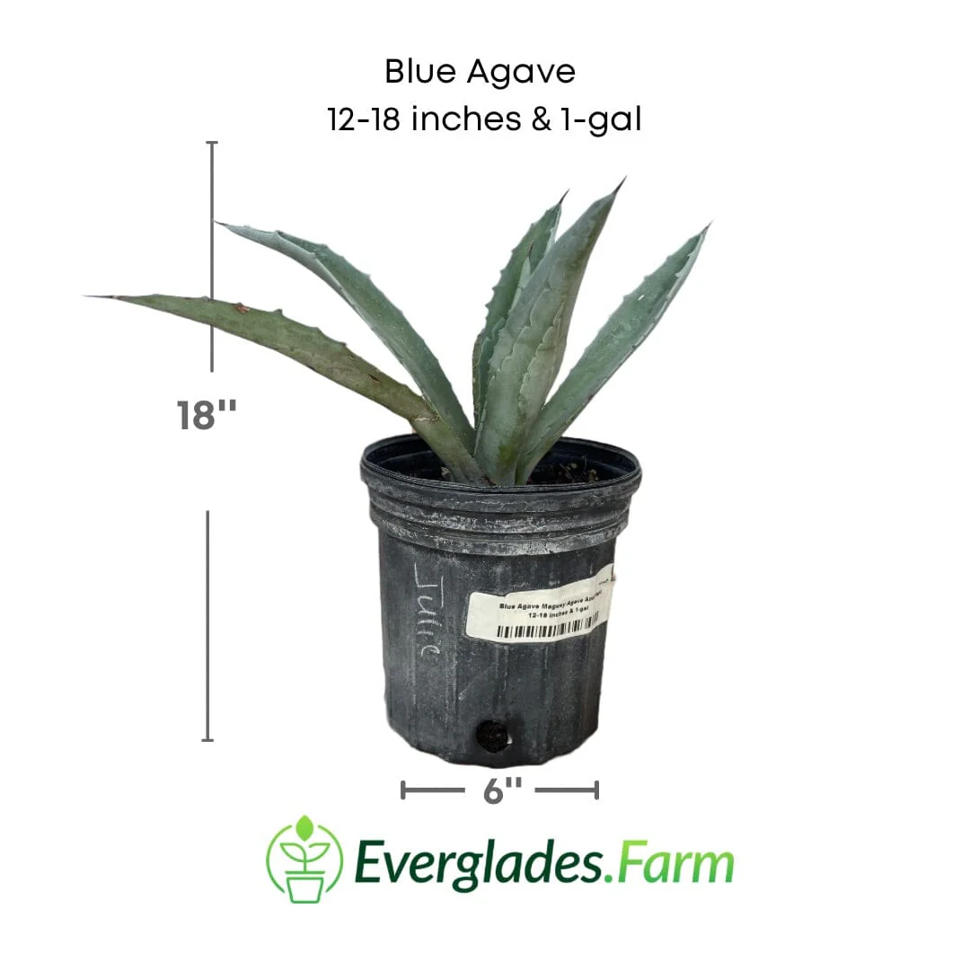 Blue Agave Maguey Agave Azul Plant - Image 5