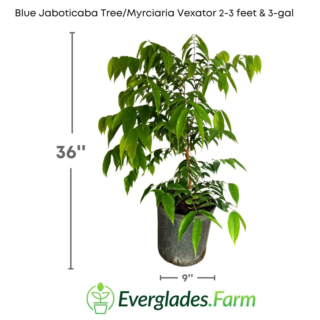 Blue Grape Tree / Myrciaria Vexator - Image 3