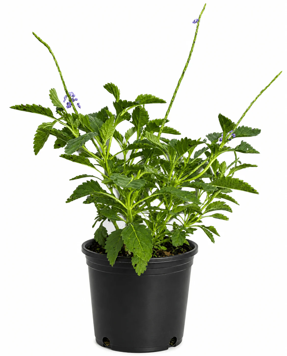 Blue Porterweed