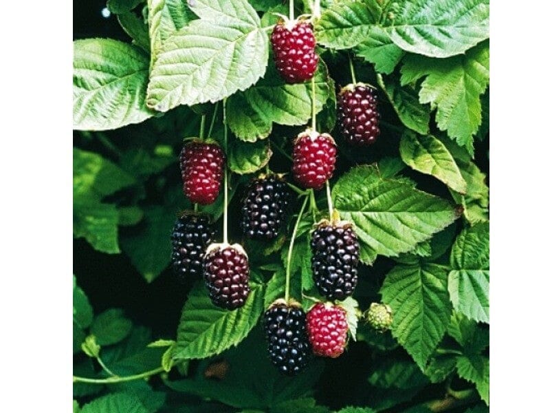 Boysenberry Bush Plant - Image 2