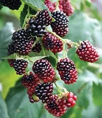 Boysenberry Bush Plant - Image 3