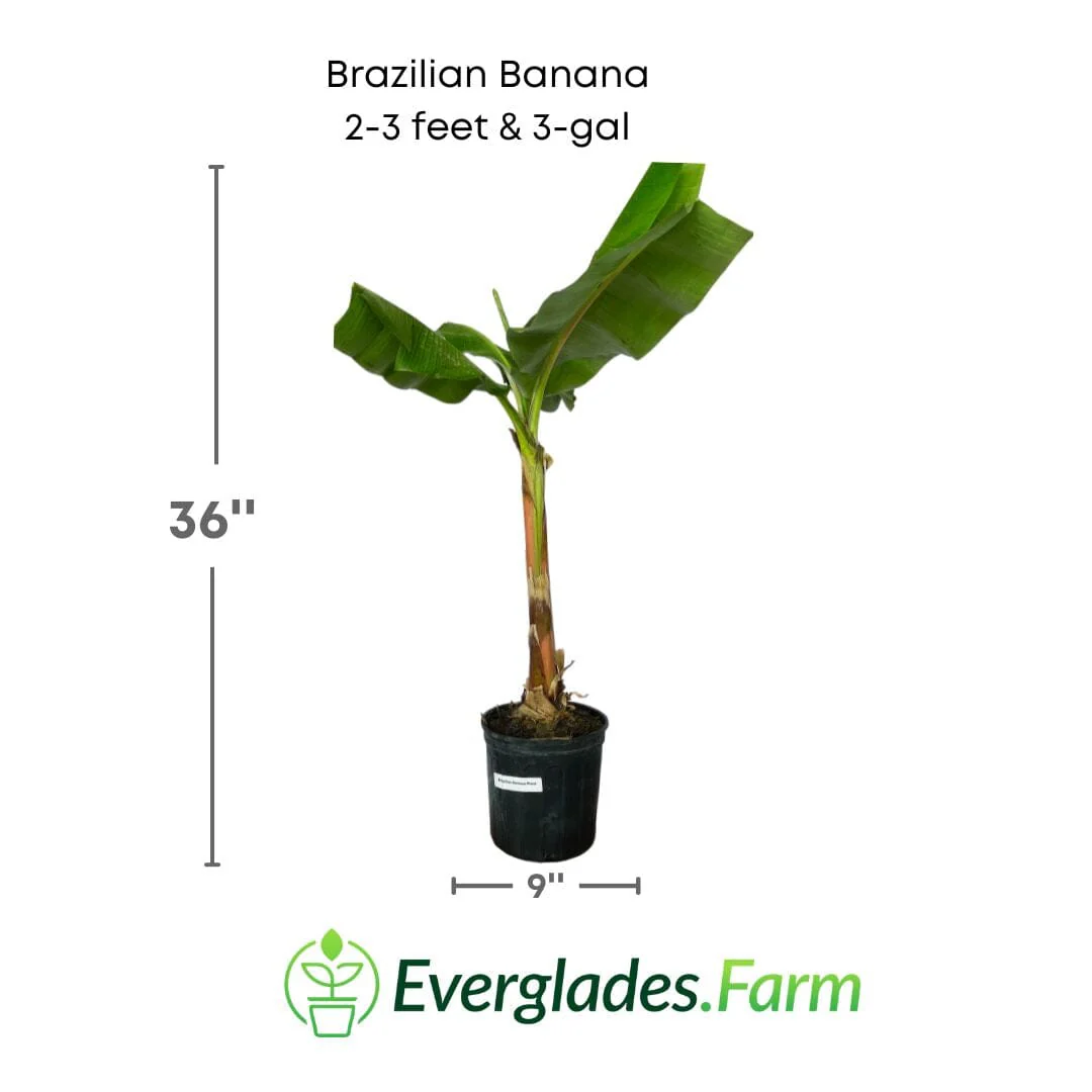 Brazilian Banana Plant - Image 2