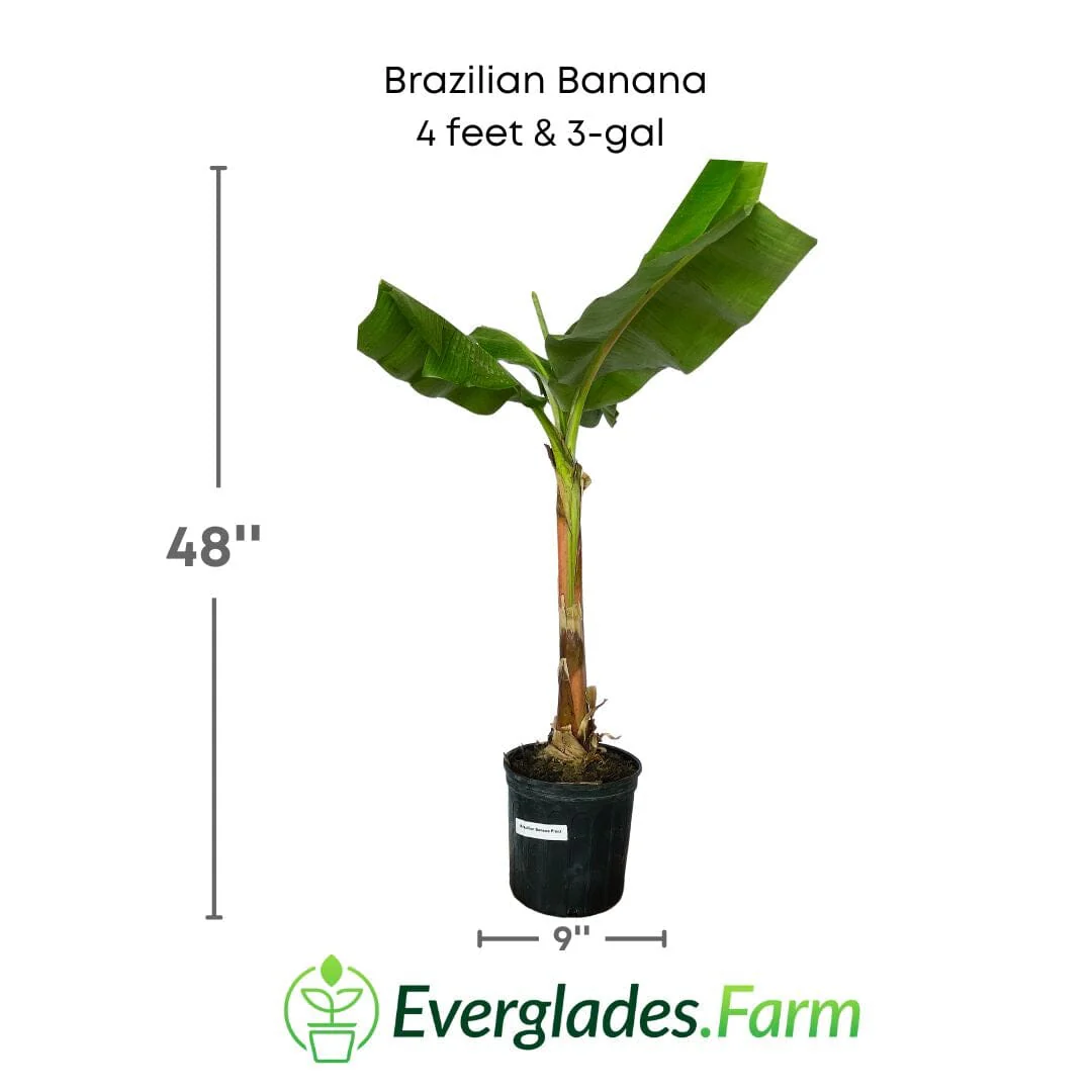 Brazilian Banana Plant - Image 3