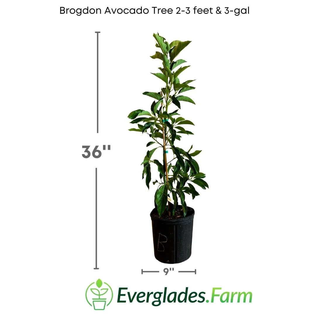 Brogdon Avocado Tree, Cold Hardy, Grafted - Image 3