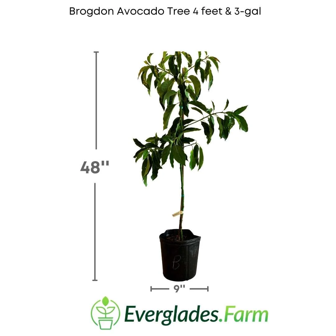 Brogdon Avocado Tree, Cold Hardy, Grafted - Image 4