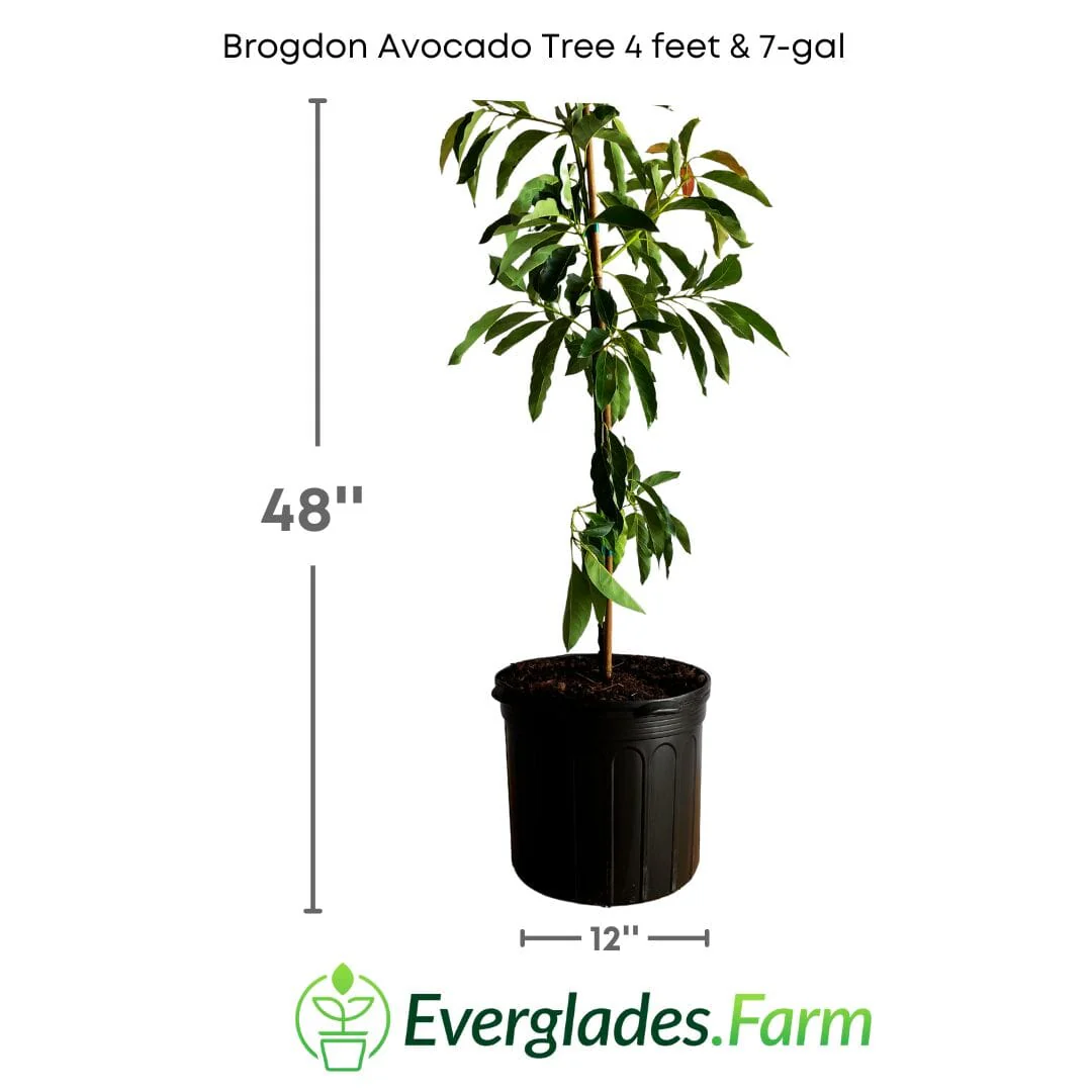 Brogdon Avocado Tree, Cold Hardy, Grafted - Image 5