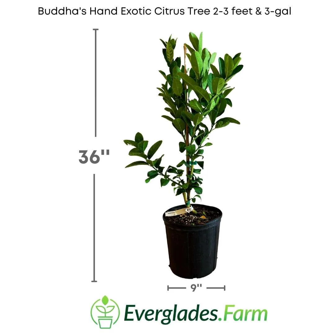 Buddha's Hand Citron Tree Cutting | Rare Fingered Citrus | Exotic Indoor/Outdoor Fragrant Plant - Image 3