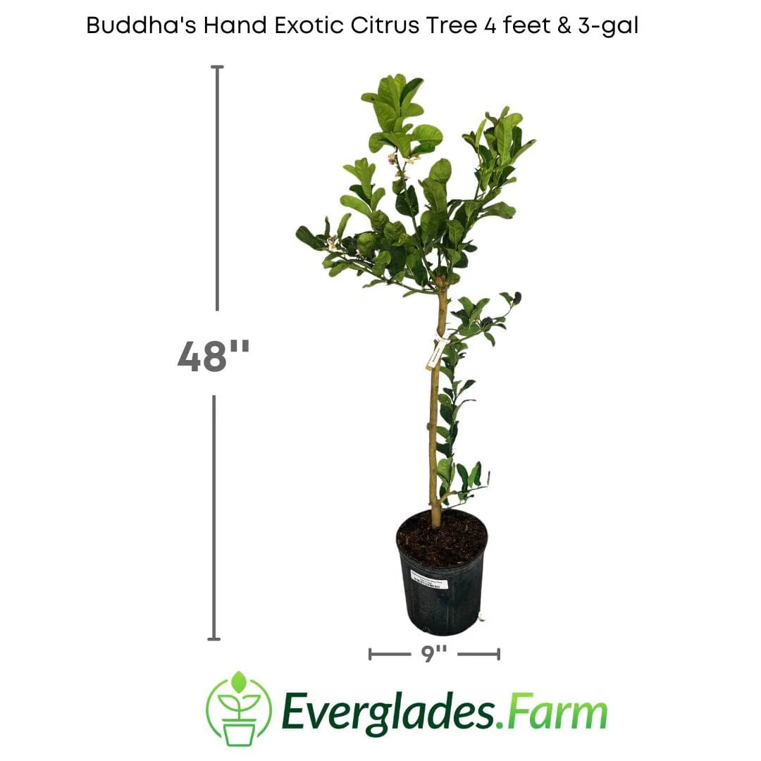 Buddha's Hand Citron Tree Cutting | Rare Fingered Citrus | Exotic Indoor/Outdoor Fragrant Plant - Image 4