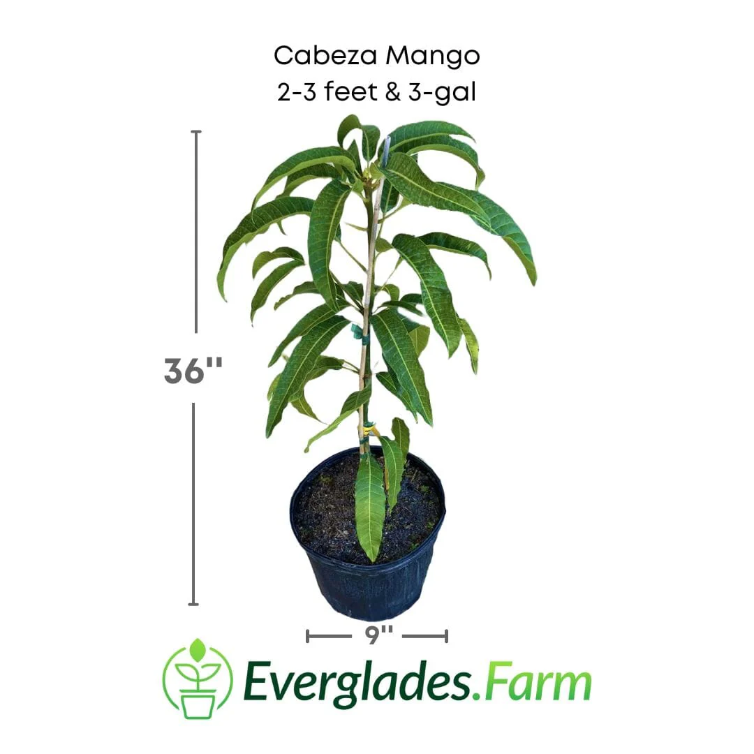 Cabeza, Man's Head, Mango Tree, Grafted - Image 2