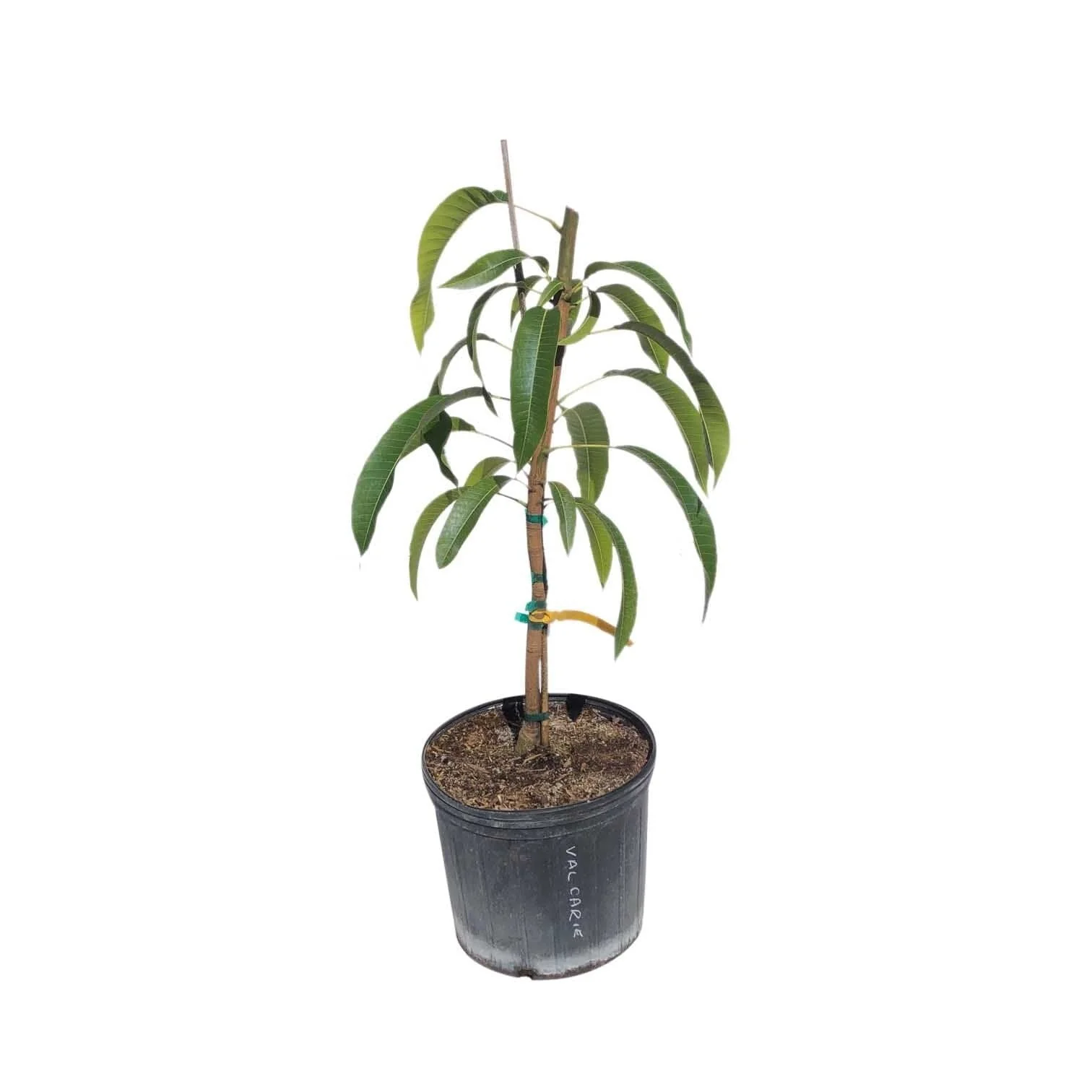 CAC Mango Tree, Grafted